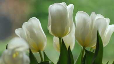 flowers, beautiful flowers, tulips, vegetable, petals, nature, flora, netherlands, bulb flowers, flower background, flower wallpaper, spring bloomer, spring, white tulips, white flowers