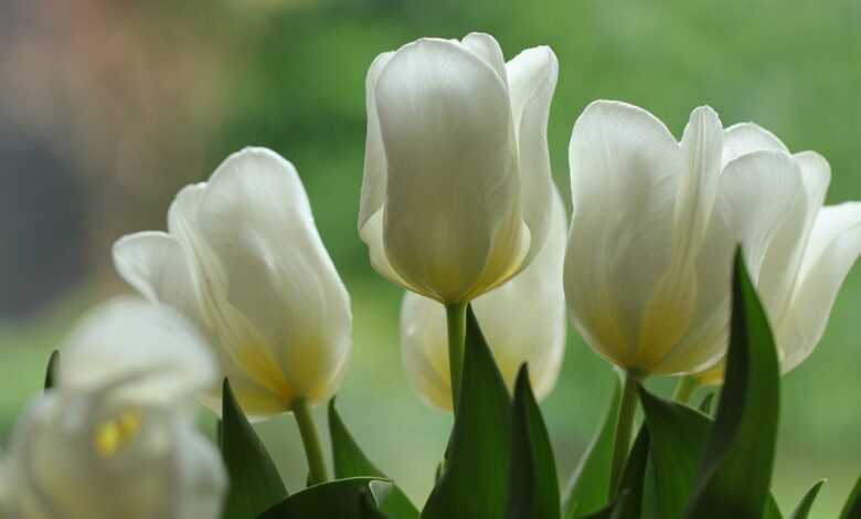 flowers, beautiful flowers, tulips, vegetable, petals, nature, flora, netherlands, bulb flowers, flower background, flower wallpaper, spring bloomer, spring, white tulips, white flowers