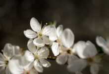 flowers, flower wallpaper, bloom, beautiful flowers, spring, nature, garden, flower background, flora