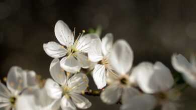 flowers, flower wallpaper, bloom, beautiful flowers, spring, nature, garden, flower background, flora