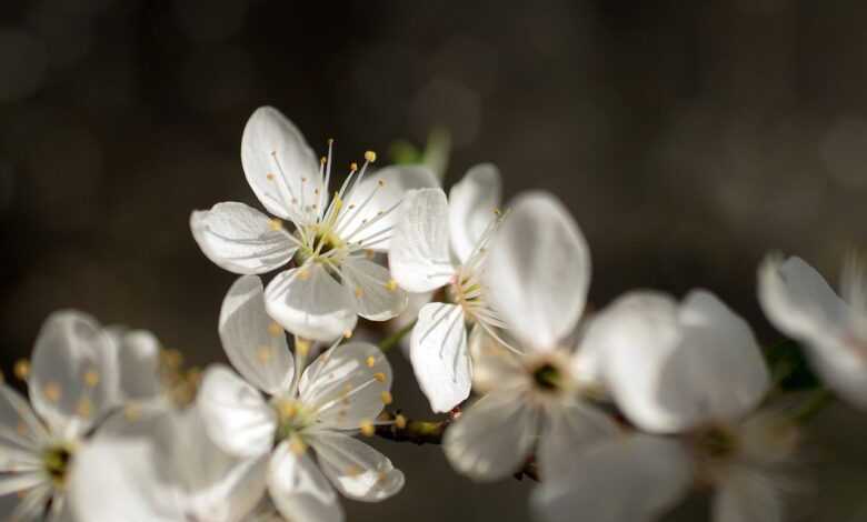 flowers, flower wallpaper, bloom, beautiful flowers, spring, nature, garden, flower background, flora