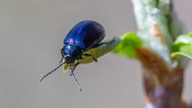 insects, agricultural pests, alder leaf beetle, beetle species, beetles, biodiversity, ecological role, forestry pests, habitat preferences, insect behavior, insect ecology, invertebrates, leaf beetles, natural pest control, pest control strategies, pest management, plant-eating insects, wildlife observation