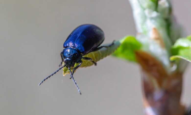 insects, agricultural pests, alder leaf beetle, beetle species, beetles, biodiversity, ecological role, forestry pests, habitat preferences, insect behavior, insect ecology, invertebrates, leaf beetles, natural pest control, pest control strategies, pest management, plant-eating insects, wildlife observation
