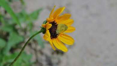 butterfly, nature, insect, wings, entomology, summer, pollinator