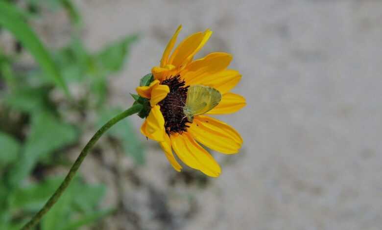 butterfly, nature, insect, wings, entomology, summer, pollinator