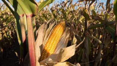 cornfield, corn on the cob, corn, zea mays, grain, nature, food, fall, kukuruz, cultivated corn, ripe, plant, piston, forage corn, agriculture