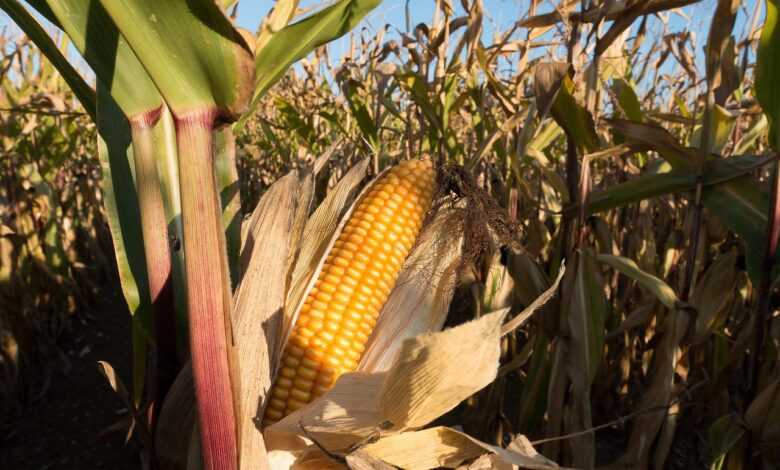 cornfield, corn on the cob, corn, zea mays, grain, nature, food, fall, kukuruz, cultivated corn, ripe, plant, piston, forage corn, agriculture