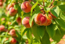 Як доглядати за персиком