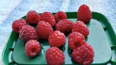 A green tray filled with raspberries on top of a towel