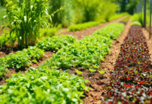 Як доглядати за садом без хімії