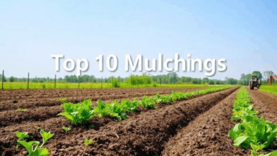 ТОП-10 способів мульчування