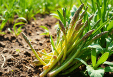 Як підживити спаржу для багатого врожаю