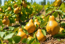 Найкращі сорти груш для вашого саду