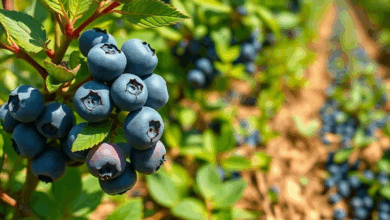 Як виростити лохину: поради та секрети успіху