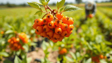 Як правильно вибрати обліпиху для вирощування