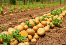 5 причин вирощувати картоплю в Україні