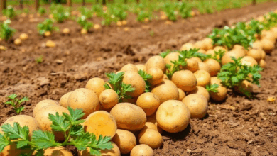 5 причин вирощувати картоплю в Україні