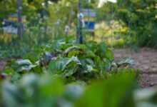 a garden filled with lots of green plants