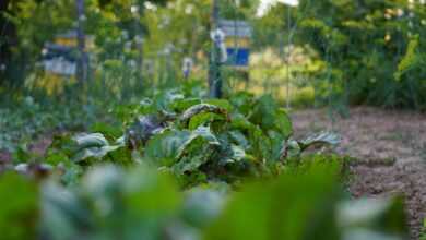 a garden filled with lots of green plants