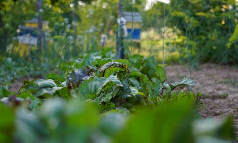 a garden filled with lots of green plants
