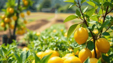 Як виростити лимон