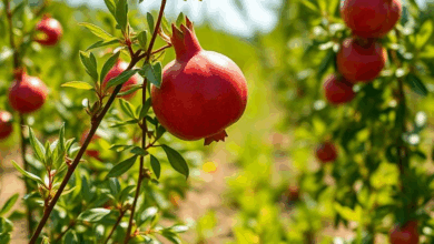 Секрети вирощування гранат