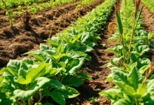 Чому сохне листя у рослин-компаньйонів?