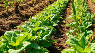 Чому сохне листя у рослин-компаньйонів?