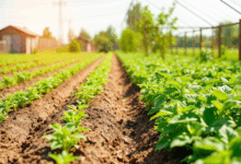 Як правильно спланувати ділянку для вирощування рослин