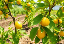 Чому сохнуть листя лимона: причини та рішення