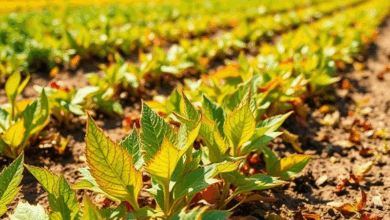 Причини, чому сохне листя при поливі