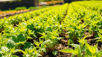 Причини низького врожаю та їх вирішення