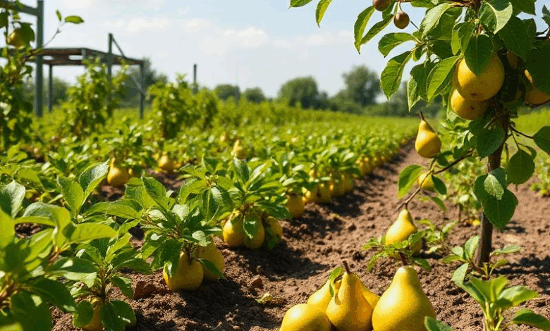 Поширені помилки у вирощуванні груш