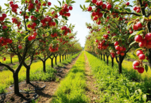 Коли і як правильно пересаджувати черешню?