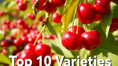 ТОП-10 найкращих сортів черешня