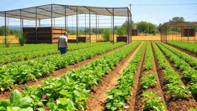 Як підживити рослини в сівозміні для кращого врожаю